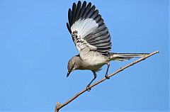 Northern Mockingbird